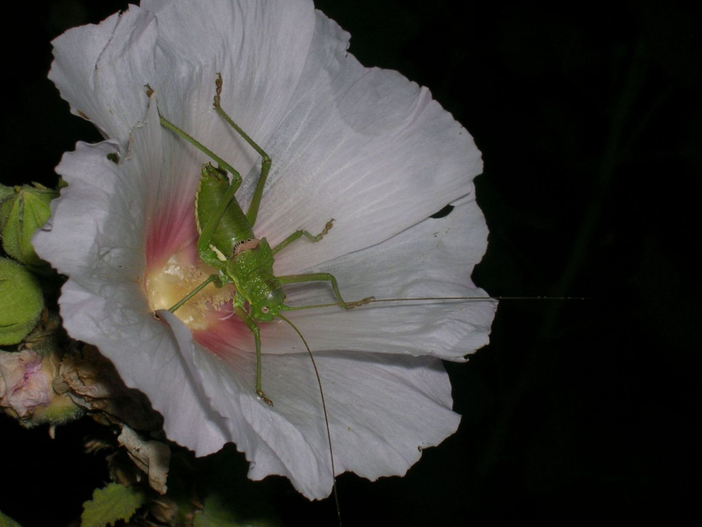 aiuto identificazione